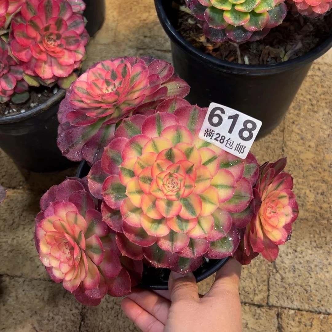 火**~多肉植物618荔枝
