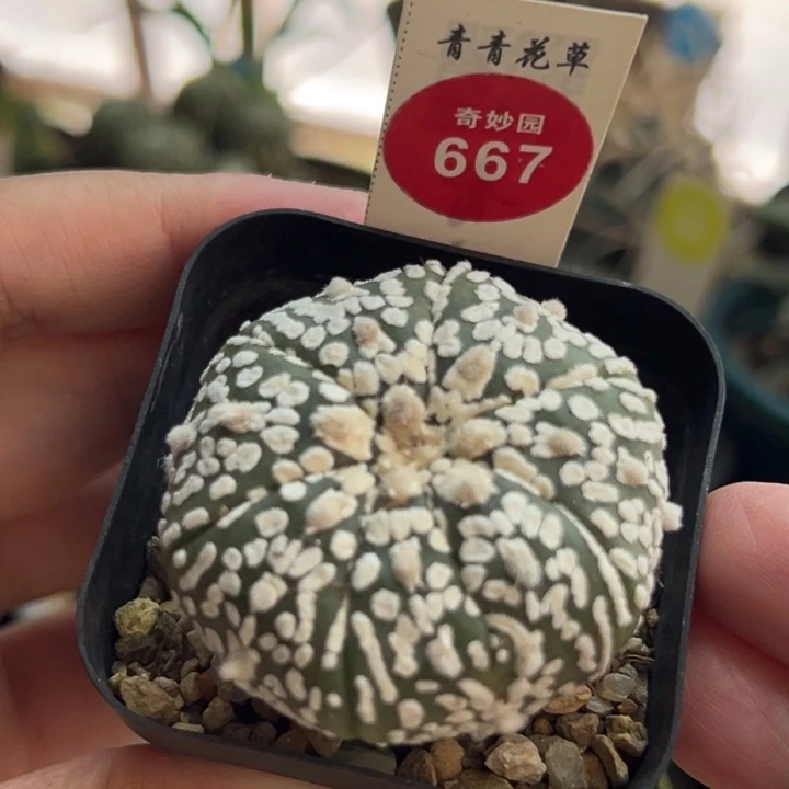 奇迹超兜一棵仙人球