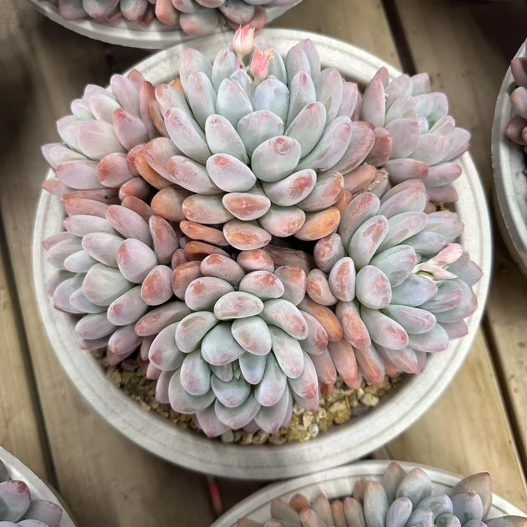 香水