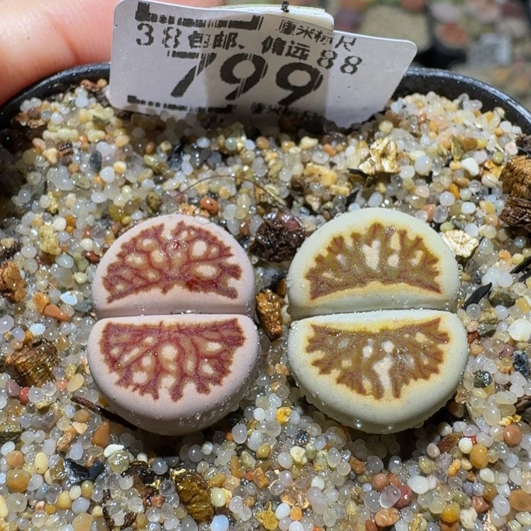 Sssss精品生石花799