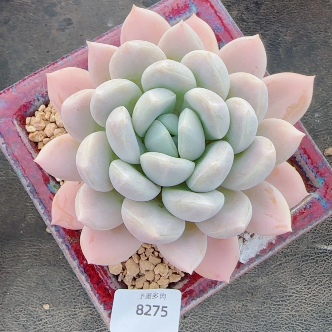 白芙蓉，8275多肉植物