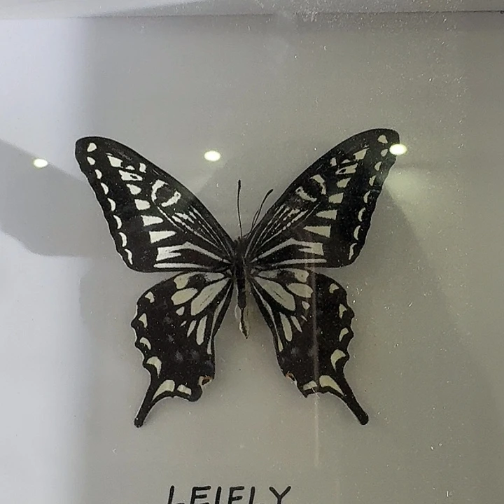 019小框柑橘蝴蝶蝴蝶