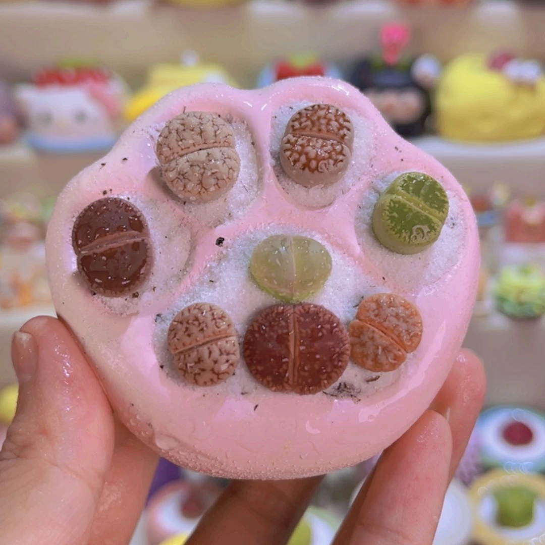 01猫爪生石花连盆带土包邮