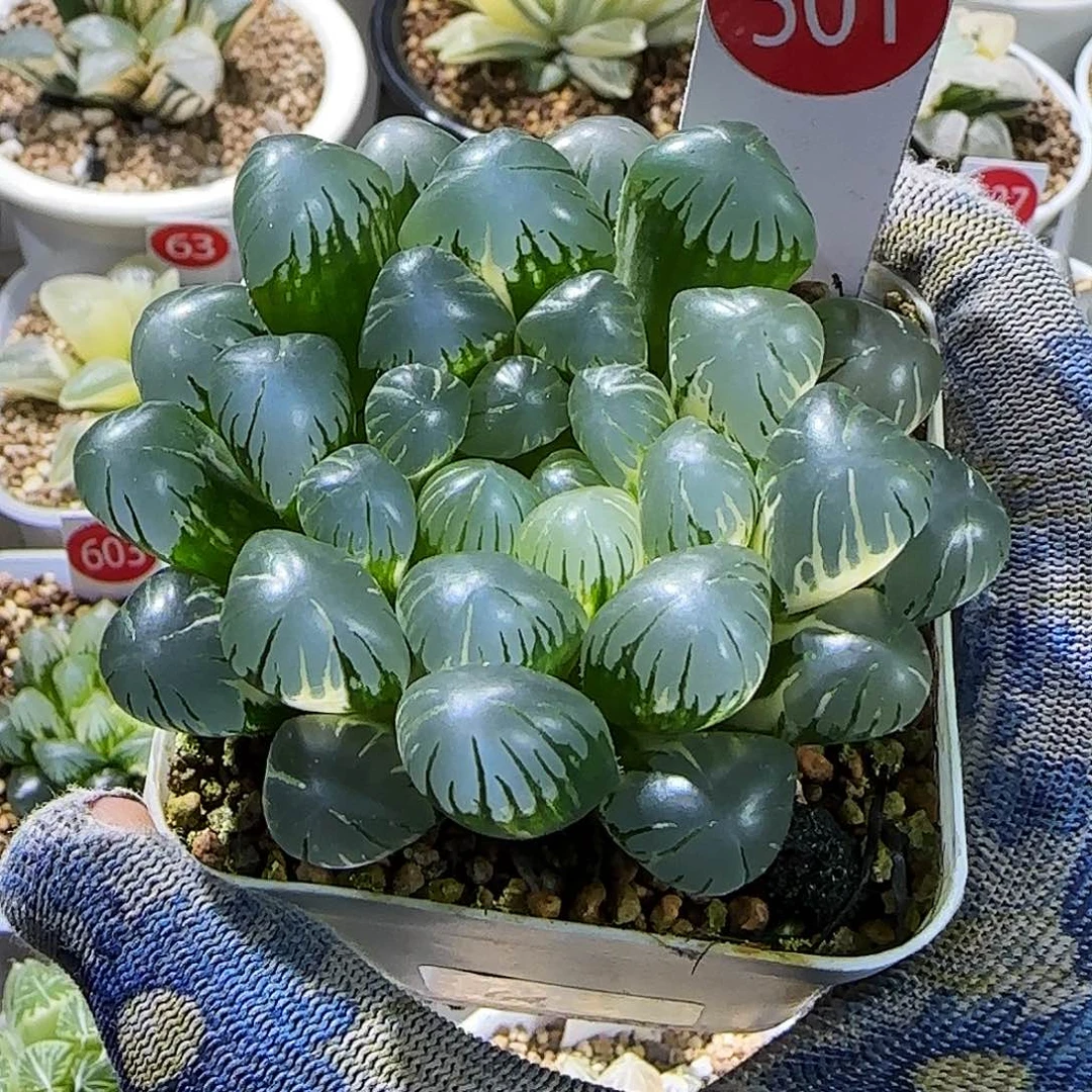 501号非组大窗冰灯玉露锦 7.8 厘米左右一物一下拍带盆发货