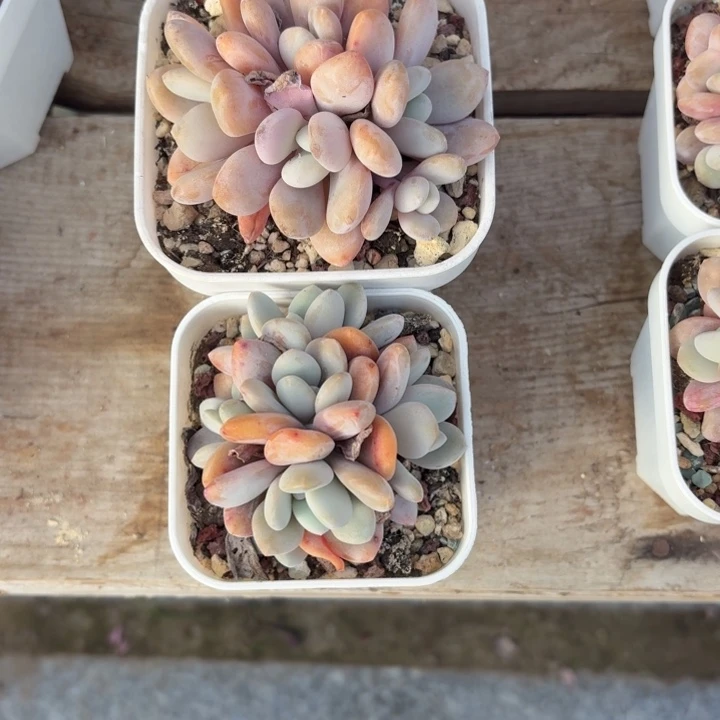 多肉植物粉兔多肉