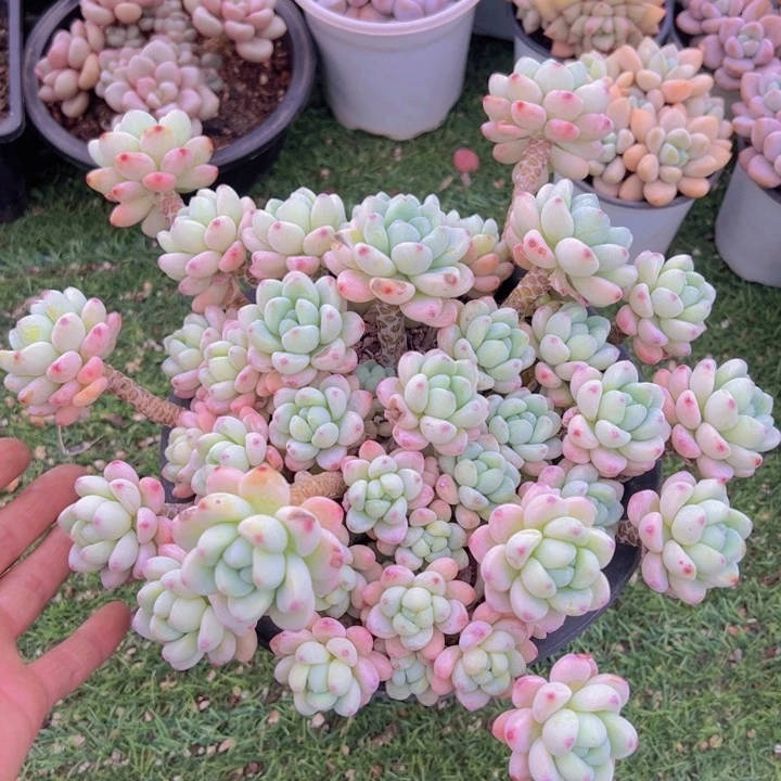 健健康康平平安安