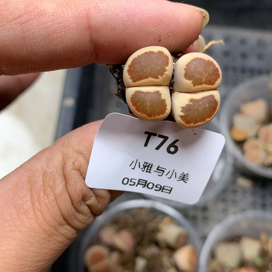 T76多肉植物保护