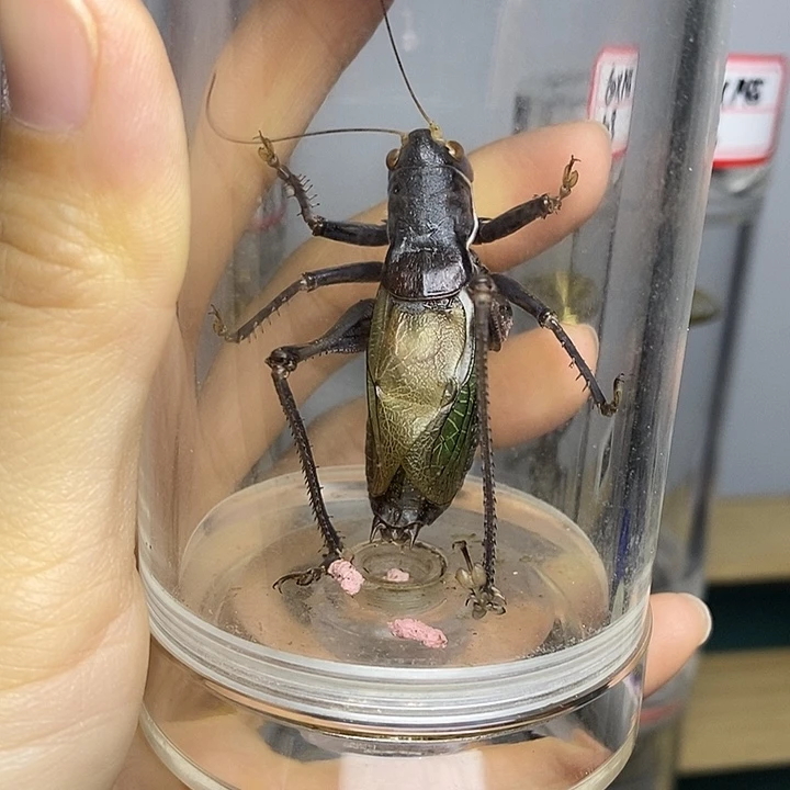 蟋蟀60-155一套断须寻古