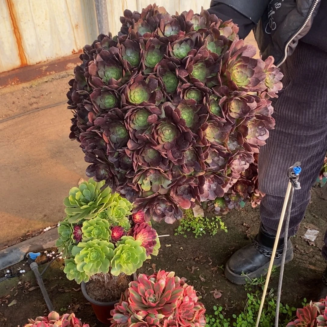 万圣节大颗1741号万圣节