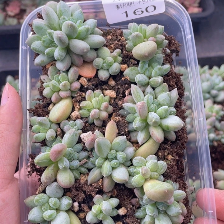 云糖心多肉植物160