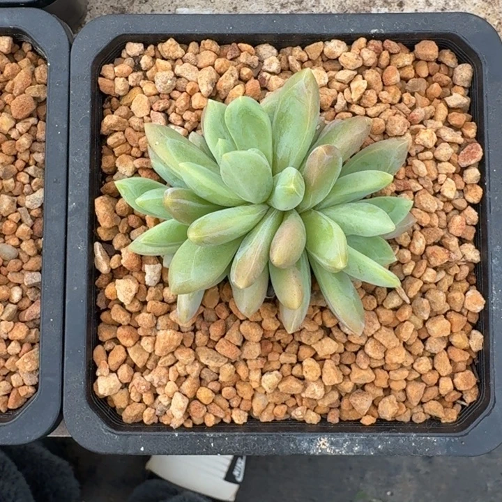 朵唯奇 3头  一物一拍