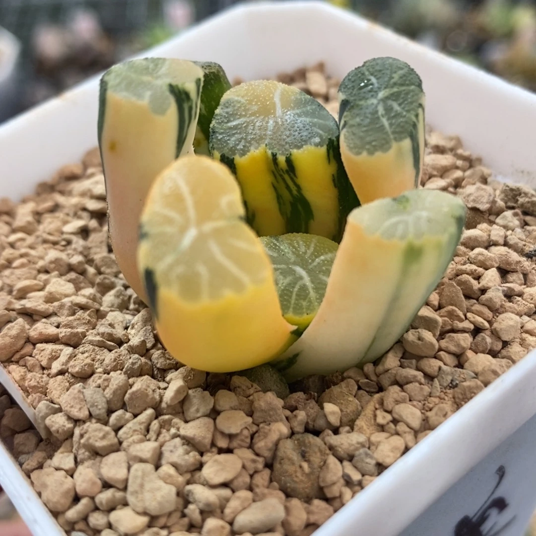 683白妙万象锦一物一拍