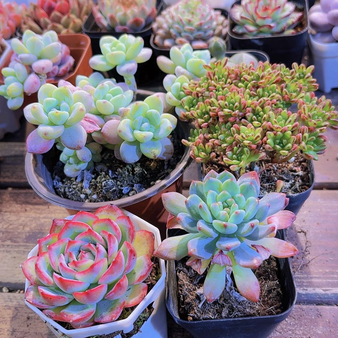 大劳尔➕小人祭➕侧影➕蓝苹果