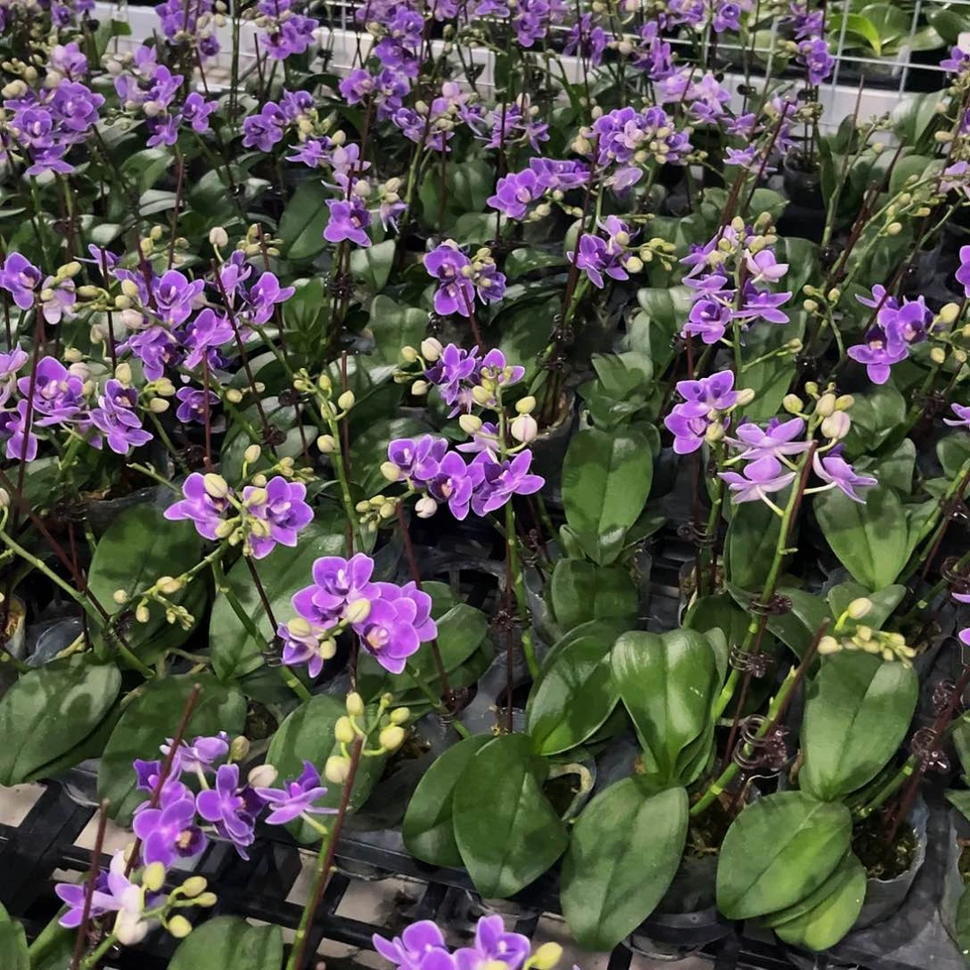 完全开放蝴蝶兰紫桐精灵开花