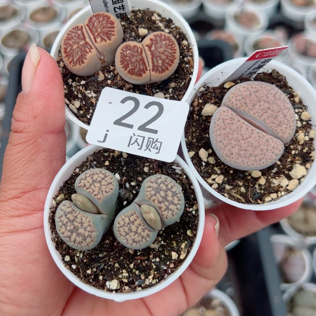 无花朵D****g我很喜欢这个J22