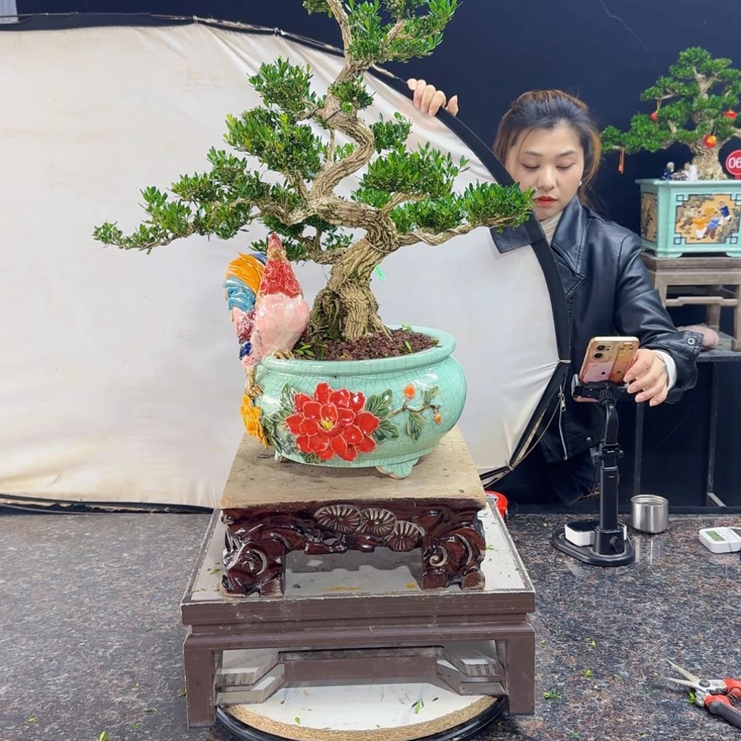 当前无花朵，栽培后可花朵