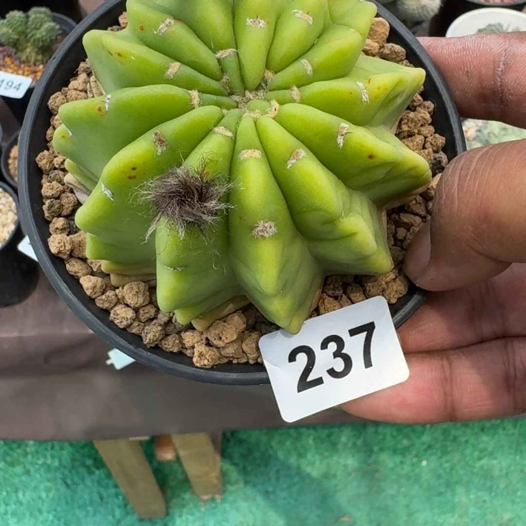 9****1仙人球一物一拍实生根