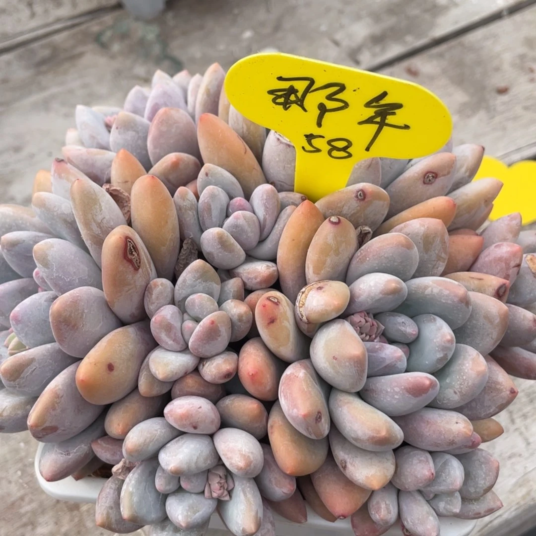 那****u奶酪体香水群生发货58