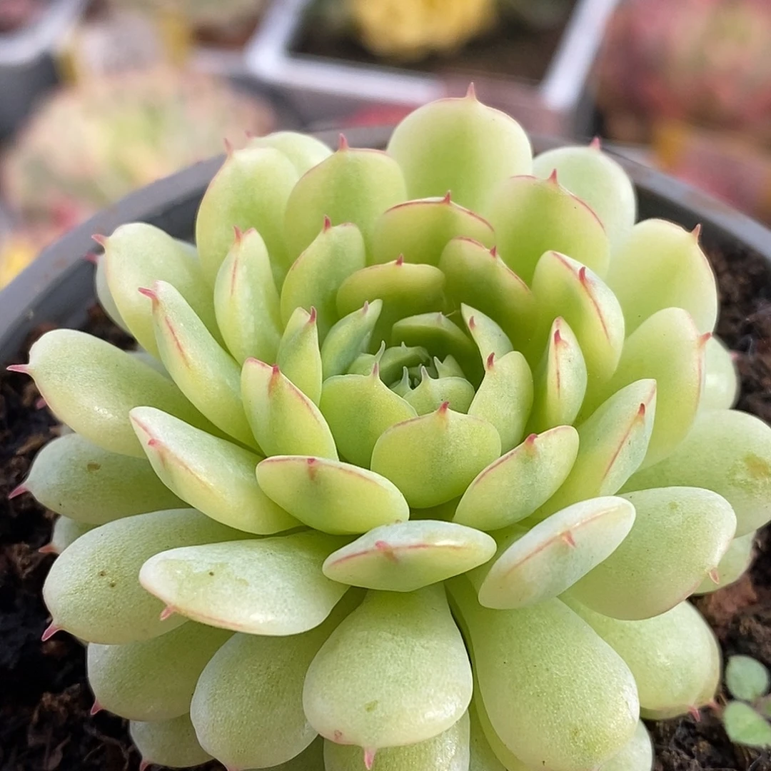 675小红船哈哈高高挂起