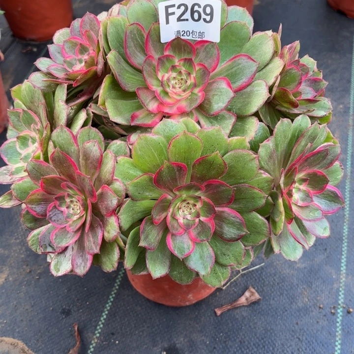 瑞妈，。。。。。。。269。莲花座，