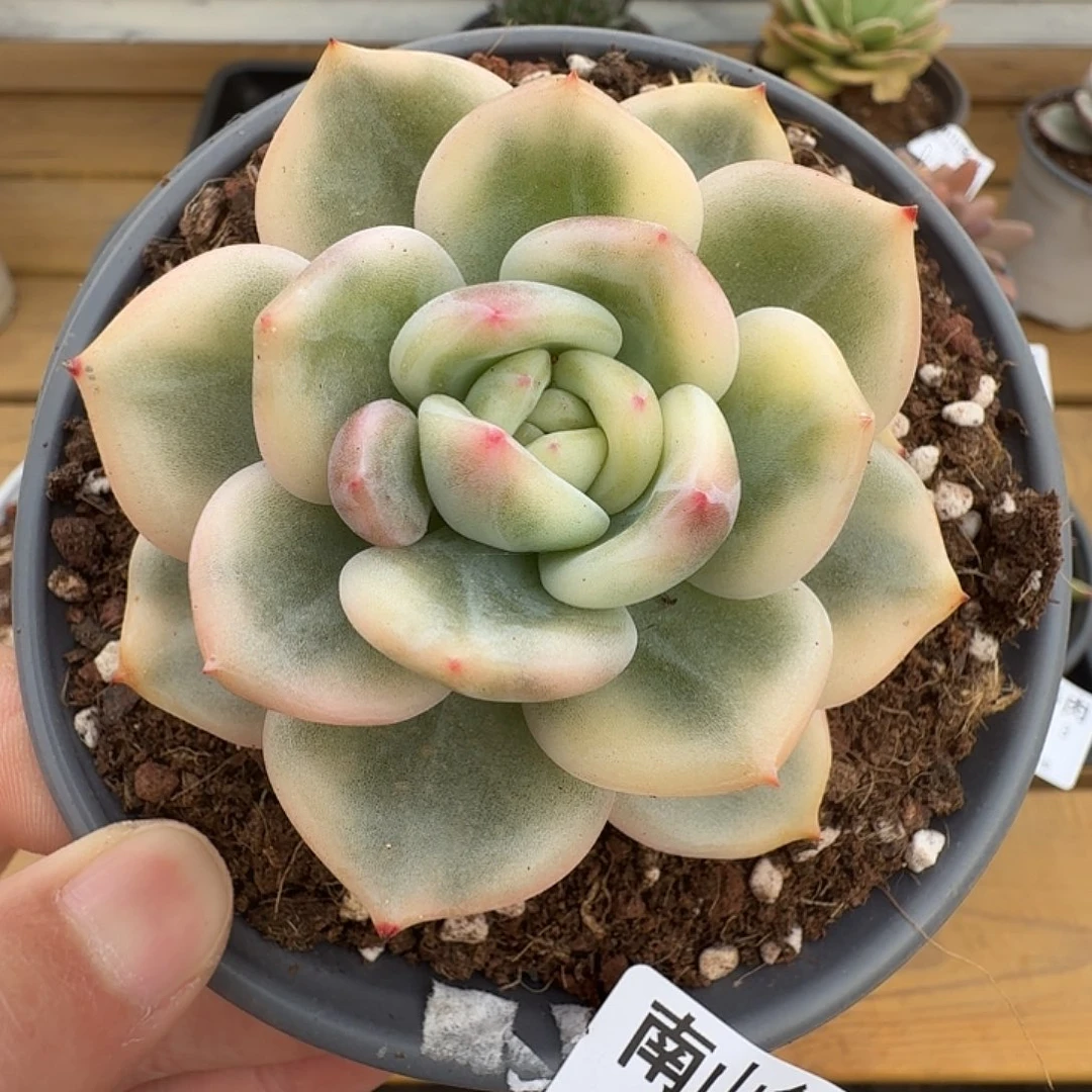 伊丽莎白锦111123-79