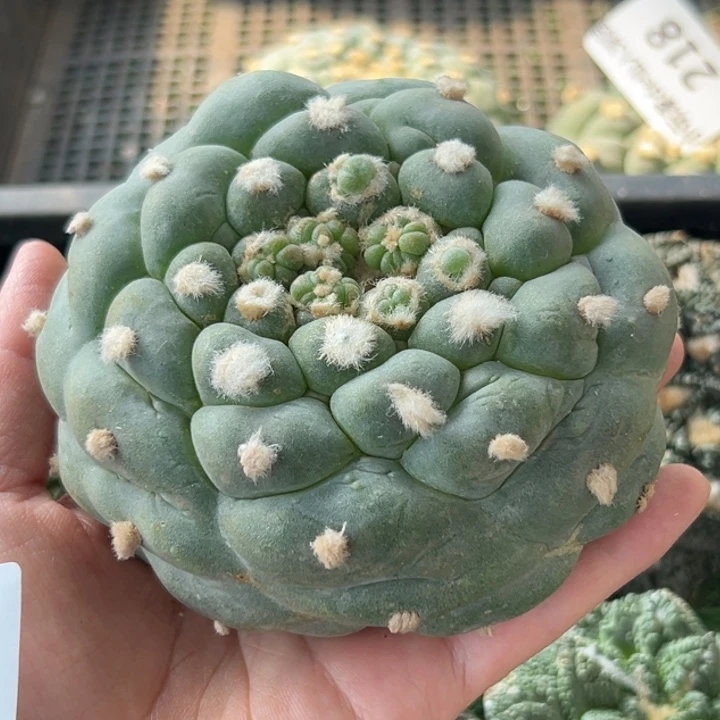 221 无根 四月上盆 仙人球的故事是