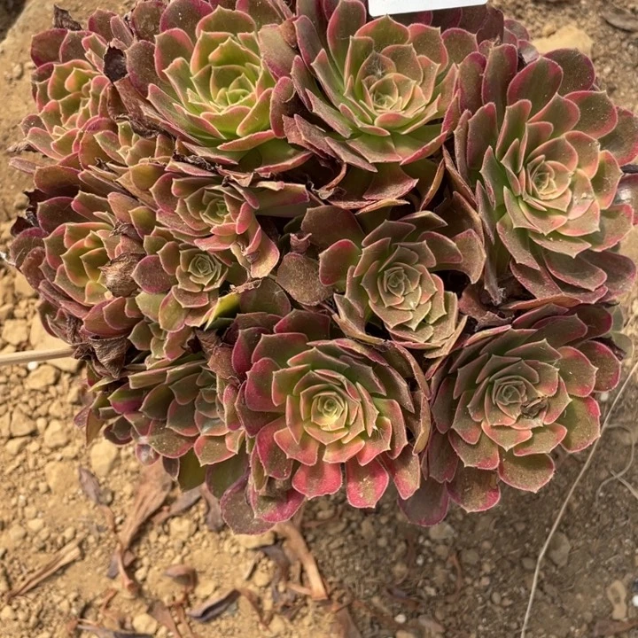无花朵716多肉植物安娜