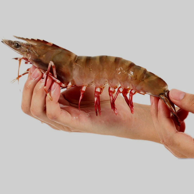 （红爪虾虎虾）11-12/盒净重1.8-2斤 东山岛鲜活冷冻 九节竹节虾