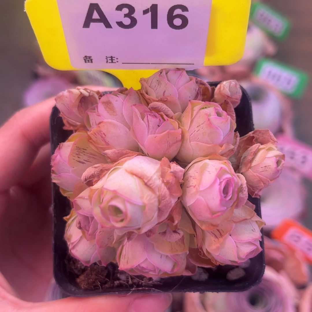 7方盆姝帕一物一拍A316