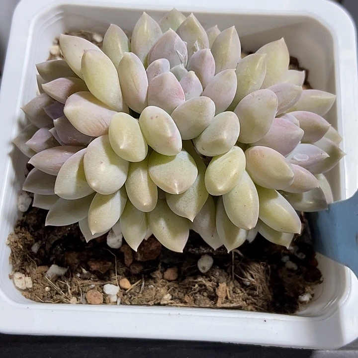 多肉植物奶糖6058