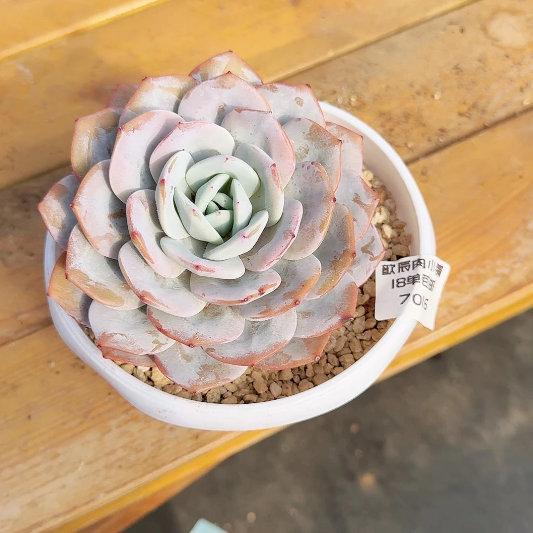 好**择多肉植物奶茶单头7016寄养