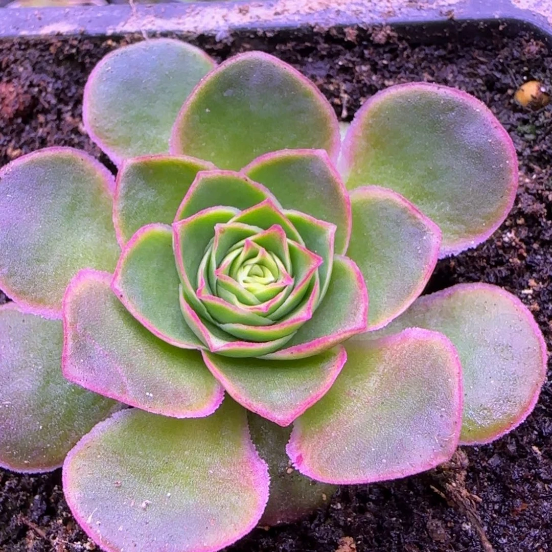 单头5厘米福利12424242437343