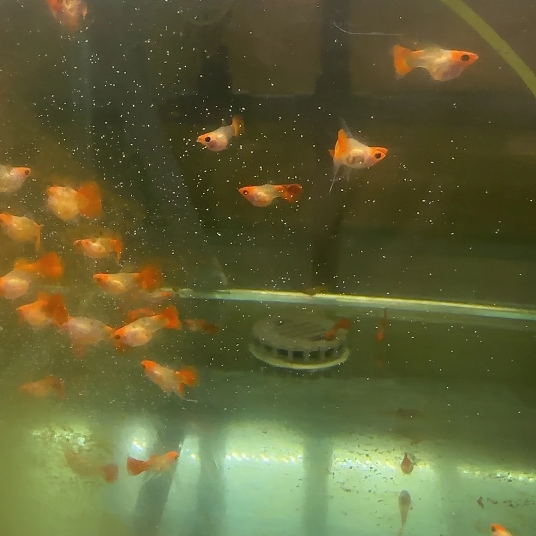 孔雀鱼黄化玻璃猫C苗10条随机