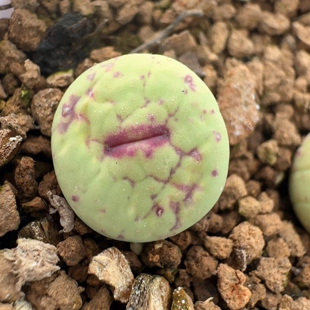 142产地中嘴脱土发货00000