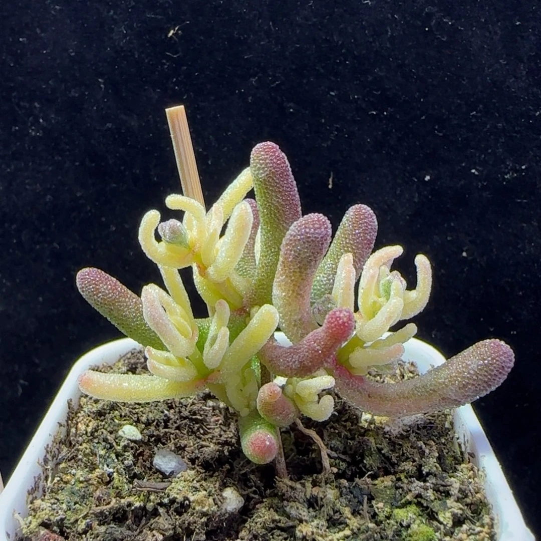 dy083冰霜杂锦直杆福利