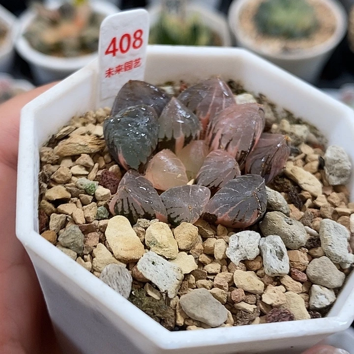 408糯玉露锦一物一拍