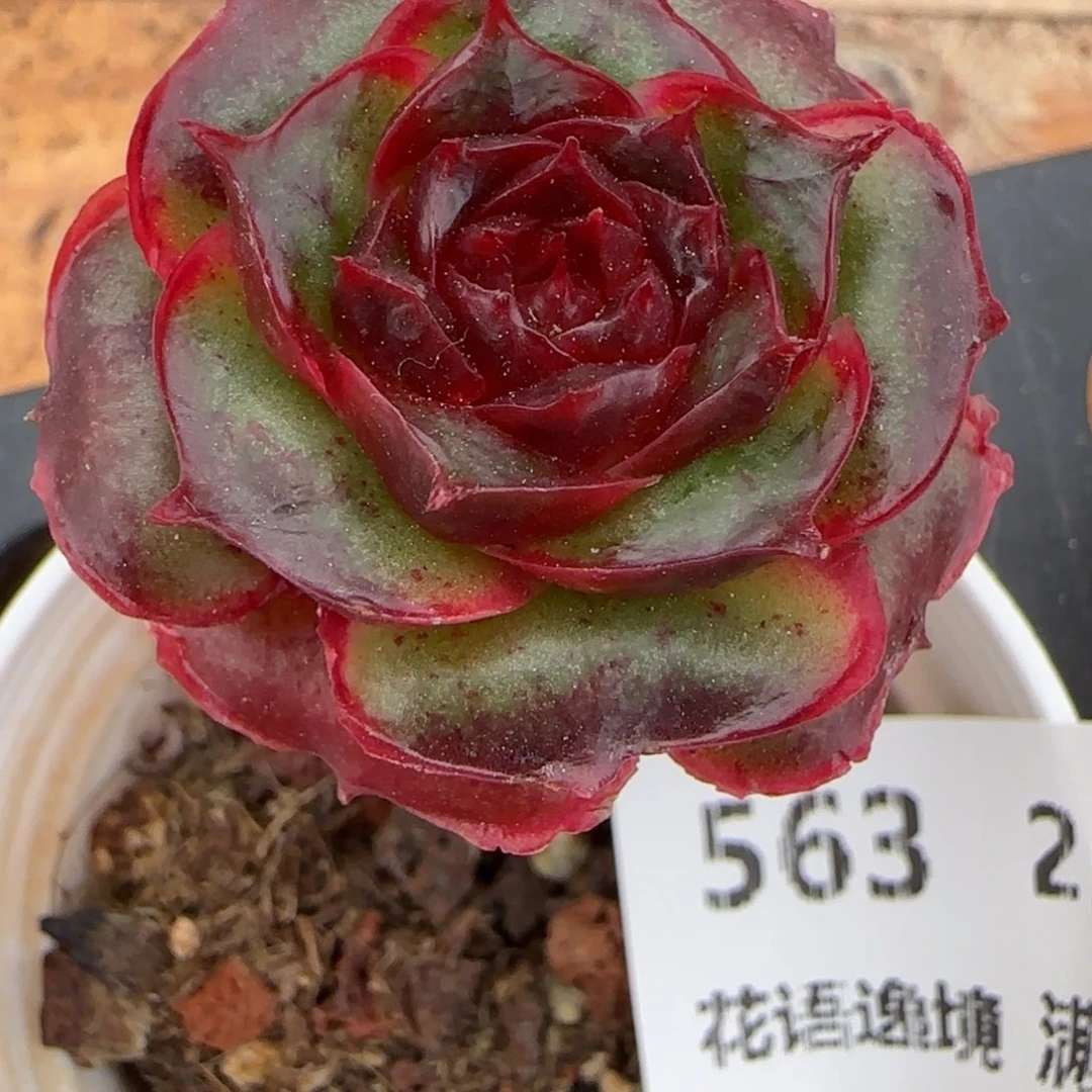 花语逸镜0204-563