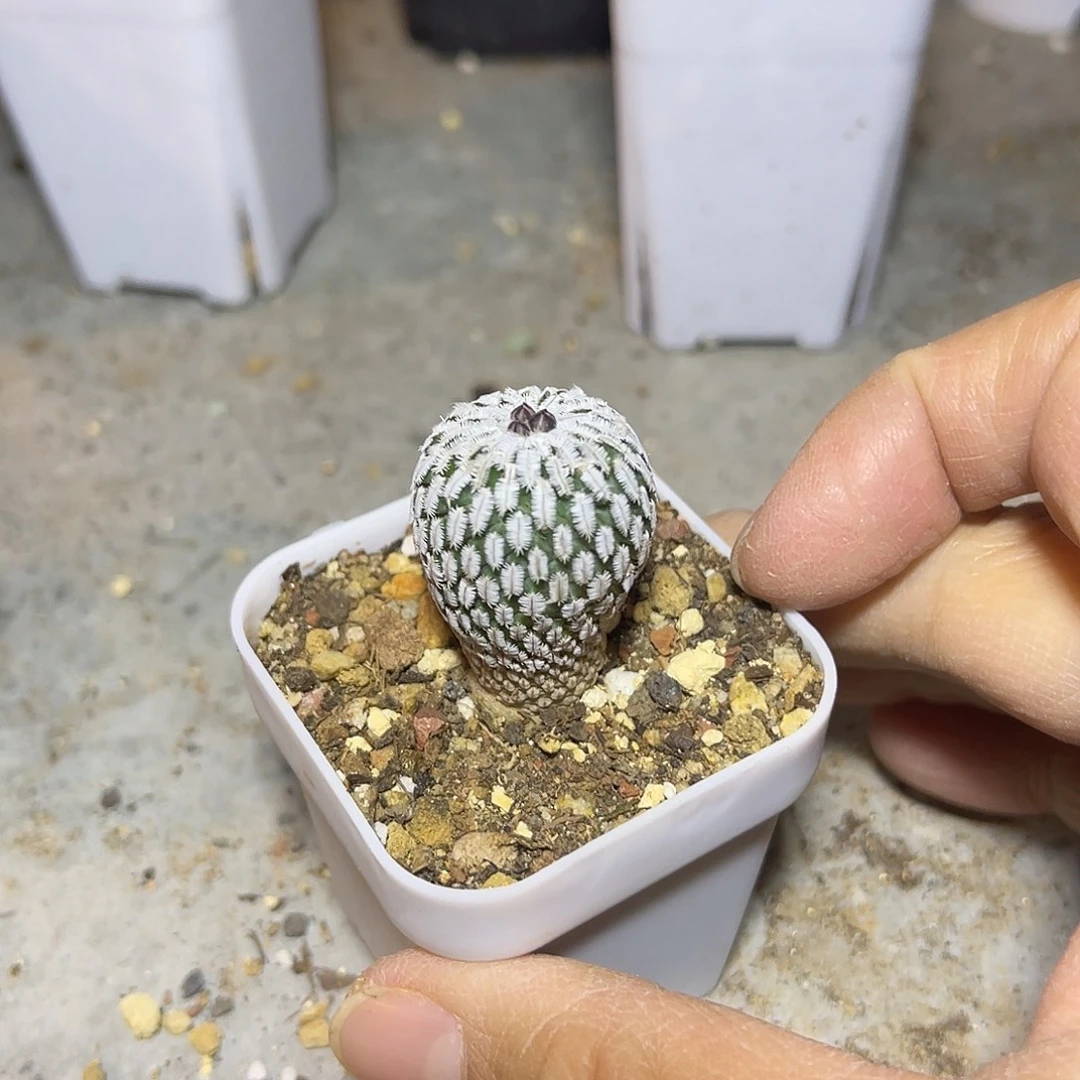 实生精巧殿仙人球一物一拍