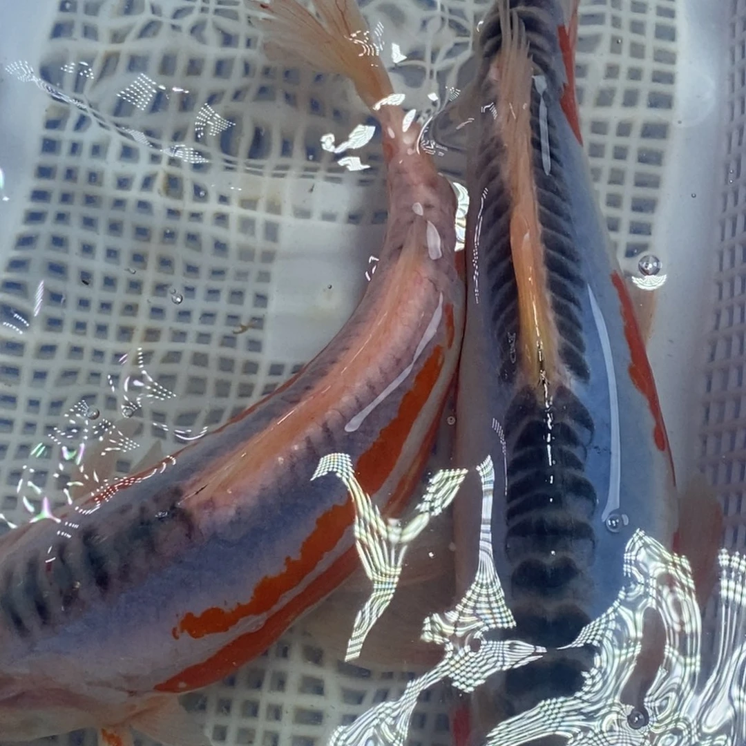 锦鲤冷水锦鲤包邮