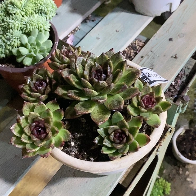 【闪购商品】黑曼巴26125