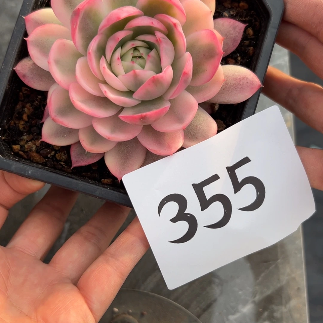 快***^355、跟着哥哥想好想吃好吃