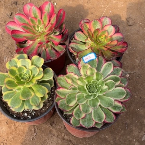 002多肉植物组合