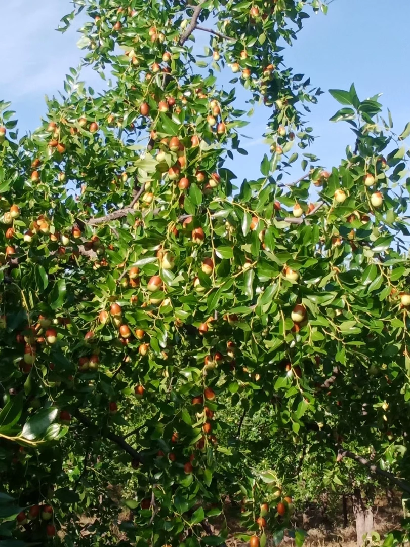 送礼专拍三星大枣新鲜现摘脆甜可口全国包邮东北大枣