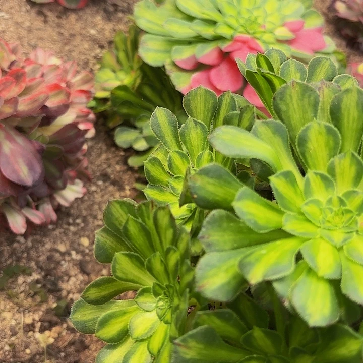 多肉葡萄福利553个