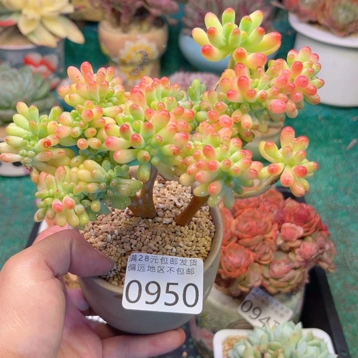 大0950，hdbfhfggghgv