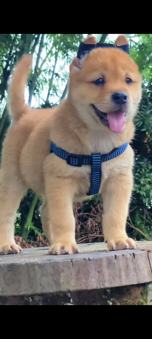 广西阿烽 中华田园犬 五黑犬等活体