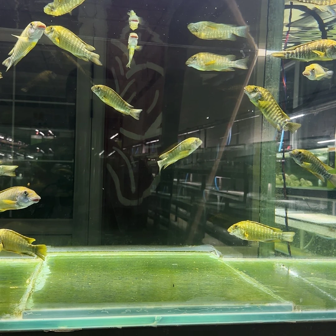 风***节14公分绿龙^_^^_^^_^