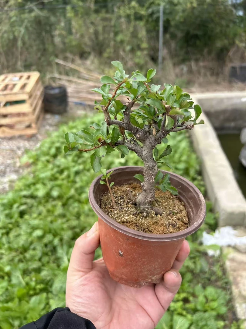 老桩矮霸红花一号小盆景