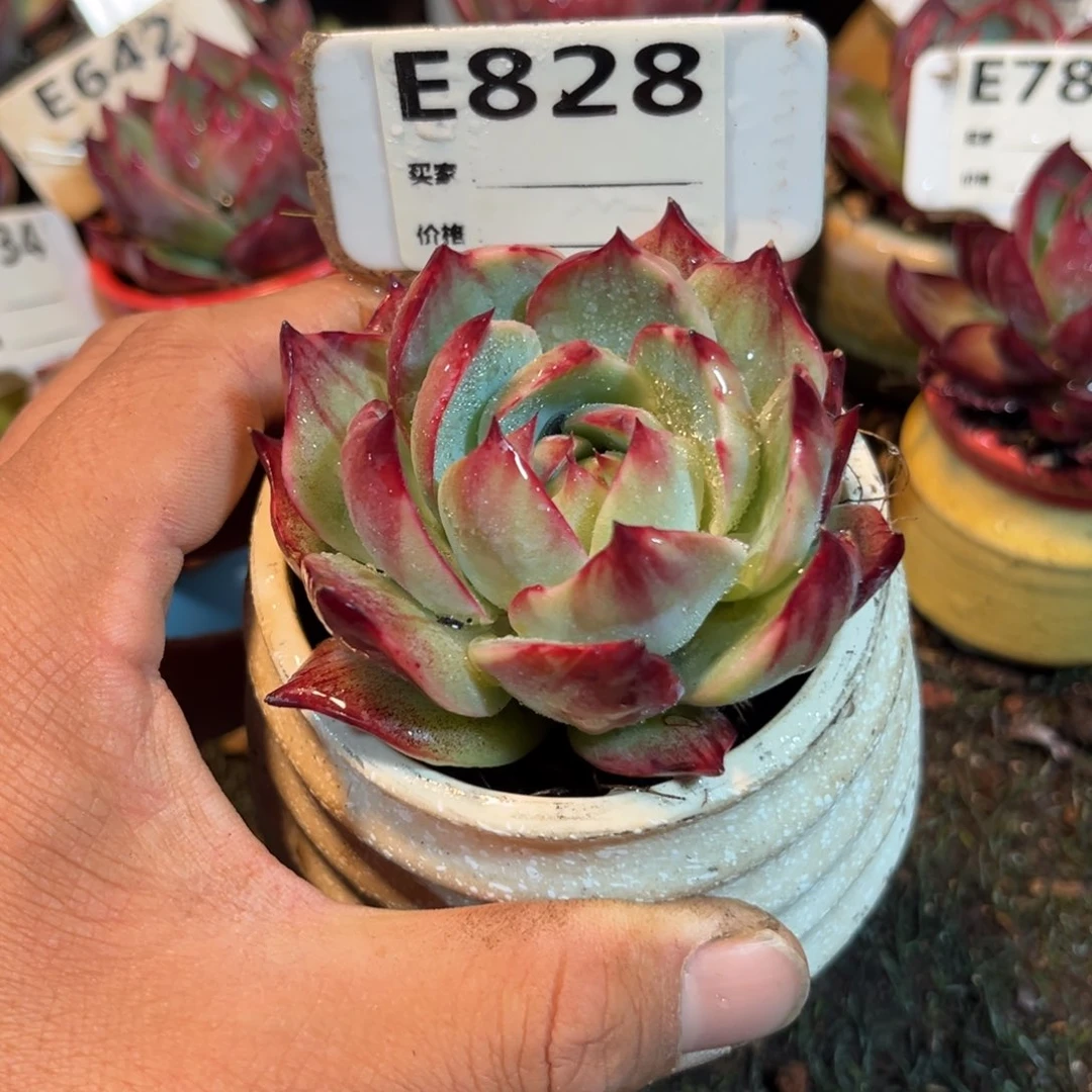 惊鸿一瞥828号多肉