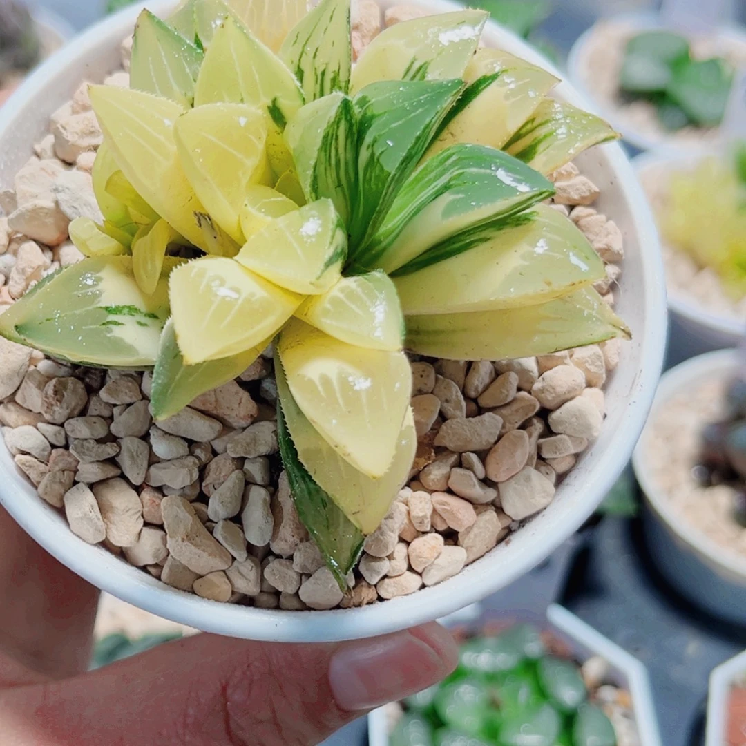 姬寿锦多肉植物66666